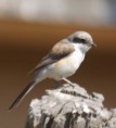 /album/some-overseas-trips/first-year-bay-backed-shrike-jpg/